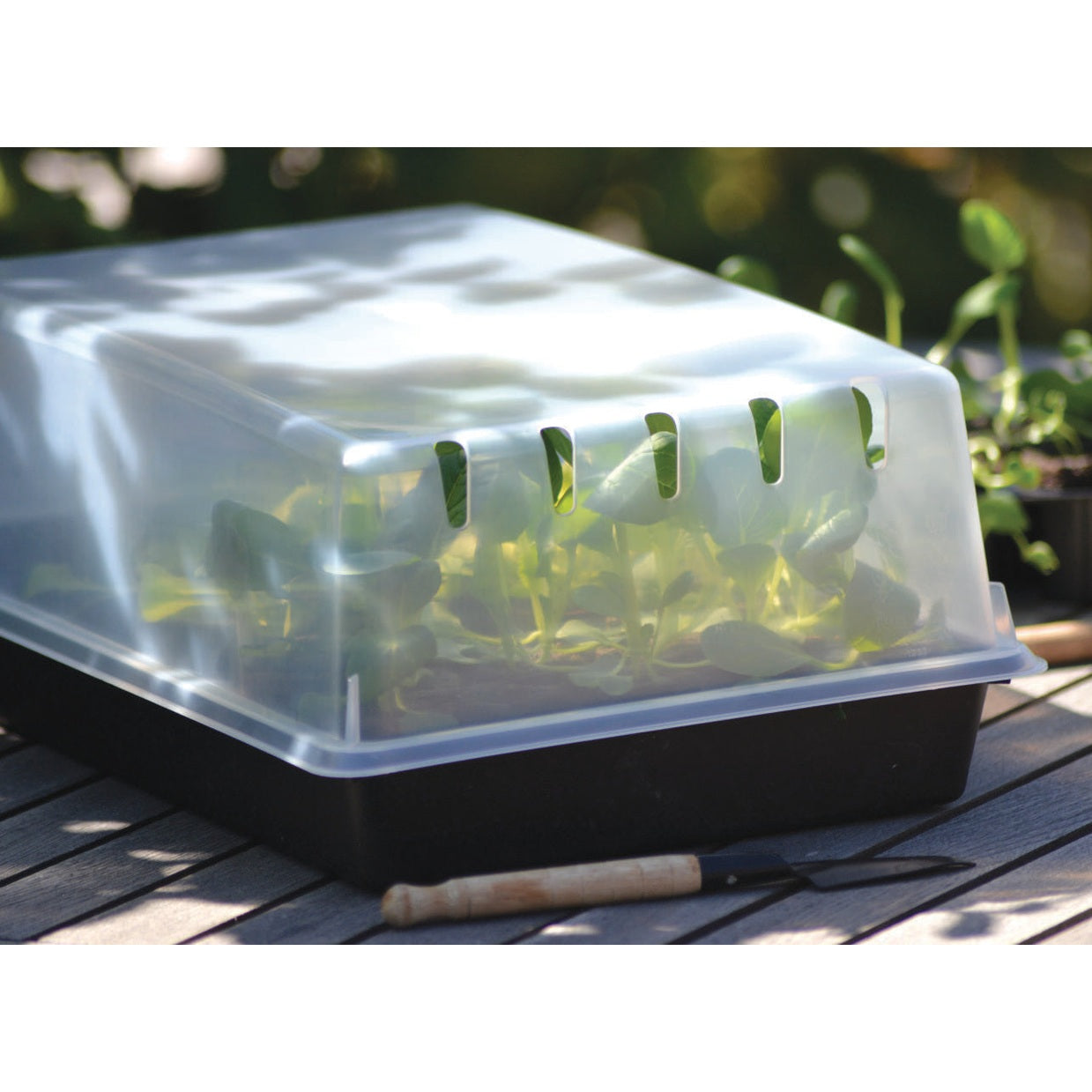 Lock odlingstråg Solid 24x38cm